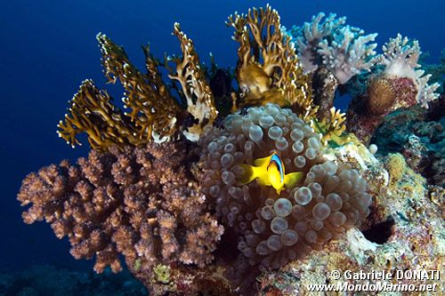 Pesce pagliaccio (Amphiprion bicintus)