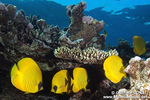 Pesce farfalla semimascherato (Chaetodon semilarvatus)