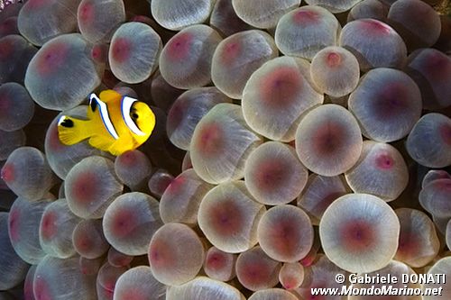 Pesce pagliaccio (Amphiprion bicintus)