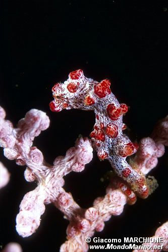 Cavalluccio marino pigmeo (Hippocampus bargibanti)