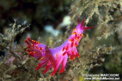 Flabellina (Flabellina exoptata)