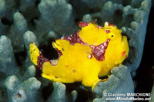 Pesce rana maculato (Antennarius maculatus)