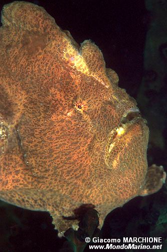 Pesce rana gigante (Antennarius commersoni)