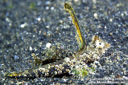 Pesce (Callionymidae n.d.)