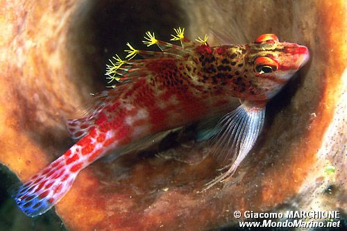 Pesce falco nano (Cirrhitichthys falco)