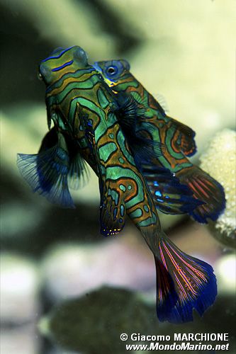 Pesce mandarino (Synchiropus splendidus)