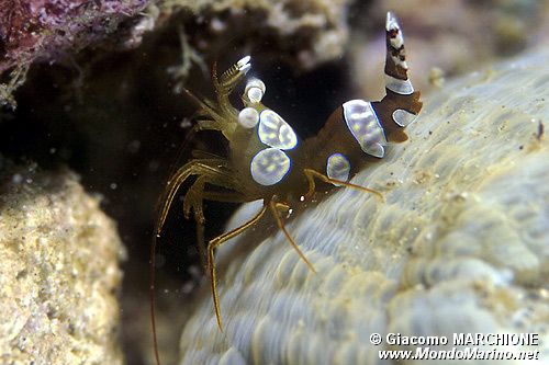 Gambero di Ambon (Thor amboinensis)