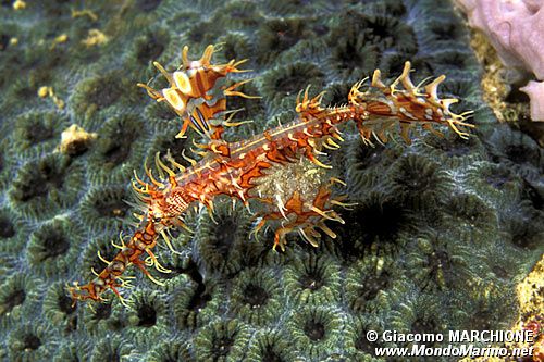 Pesce ago fantasma ornato (Solenostomus paradoxus)
