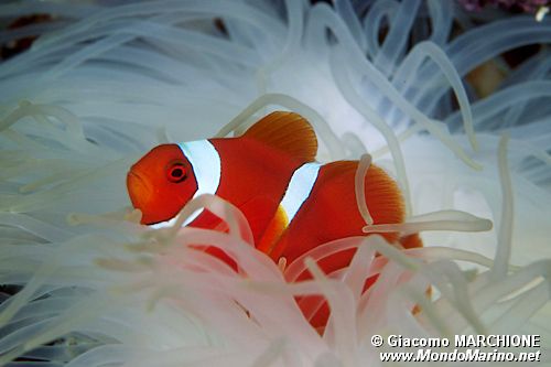 Pesce pagliaccio occidentale (Amphiprion ocellaris)