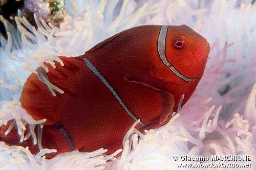 Pesce pagliaccio spinoso (Premnas biaculeatus)