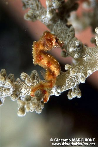 Cavalluccio pigmeo dei coralli molli (Hippocampus sp. 2)