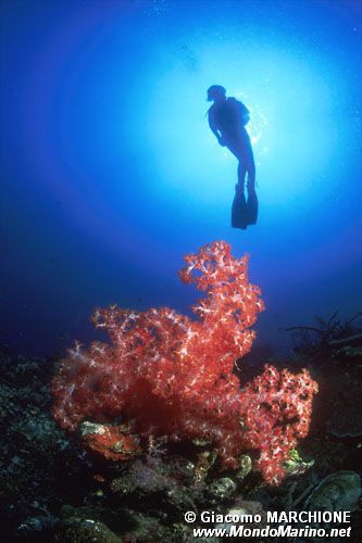 Alcionario (Dendronephthya sp.)