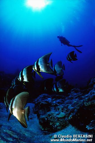 Pesce pipistrello (Platax orbicularis)
