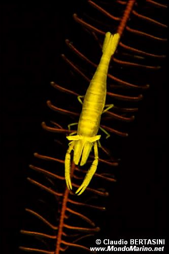 Gambero dei crinoidi (Periclimenes amboinensis)