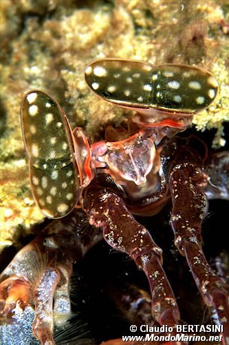 Squilla (Lysiosquillina lisa)