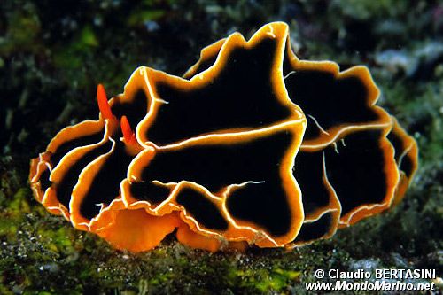 Phyllidia (Reticulidia halgerda)