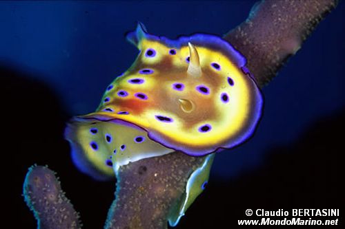 Chromodoris kuniei (Chromodoris kuniei)