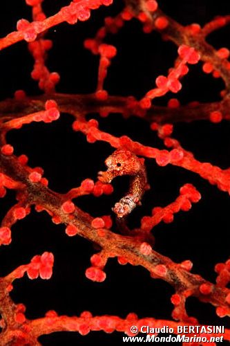 Cavalluccio marino pigmeo (Hippocampus bargibanti)