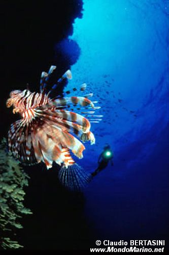 Pesce cobra (Pterois miles)