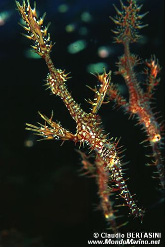Pesce ago fantasma ornato (Solenostomus paradoxus)