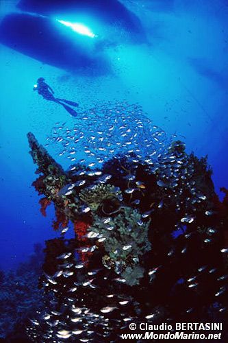 Pesce vetro (Parapriacanthus ransonneti)