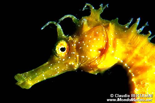 Cavalluccio marino (Hippocampus guttulatus)
