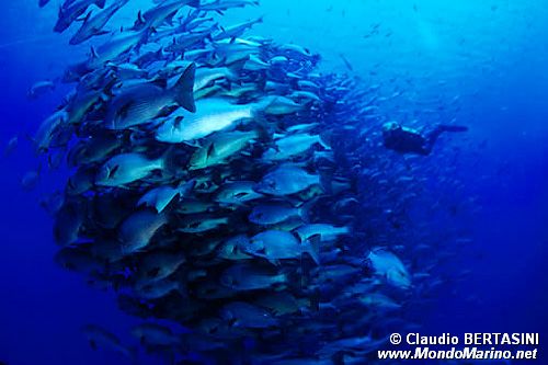 Dentice (Dentex dentex)