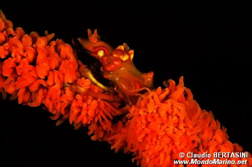Granchio dei coralli neri (Xenocarcinus tuberculatus)