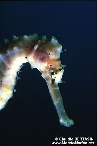 Ippocampo spinoso (Hippocampus histrix)