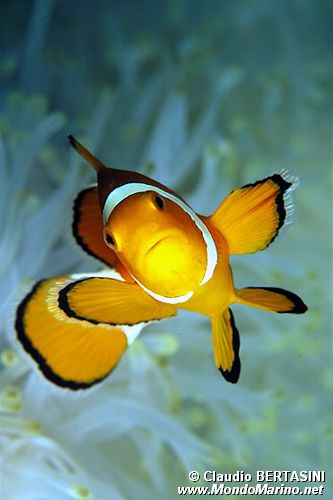 Pesce pagliaccio occidentale (Amphiprion ocellaris)