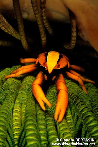 Galatea del crinoide (Allogalathea elegans)