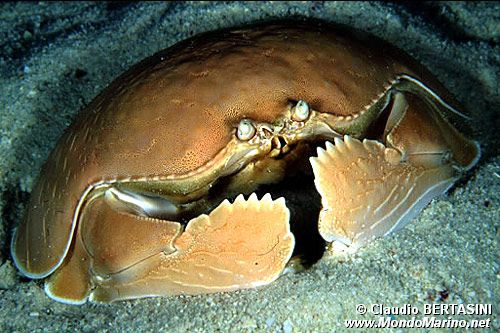 Granchio scatola (Calappa calappa)