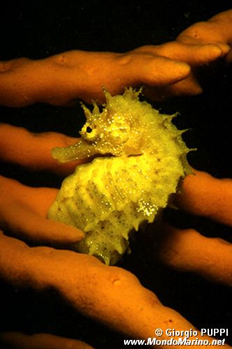 Cavalluccio marino (Hippocampus guttulatus)