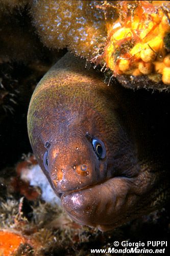 Murena nera (Gymnothorax unicolor)