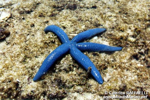 Stella Marina (Linckia laevigata)