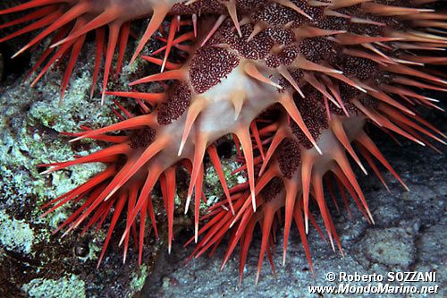 Stella corona di spine (Acanthaster planci)