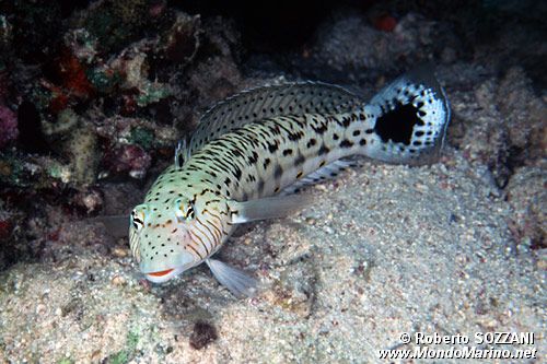 Parapercide ocellato (Parapercis hexophthalma)