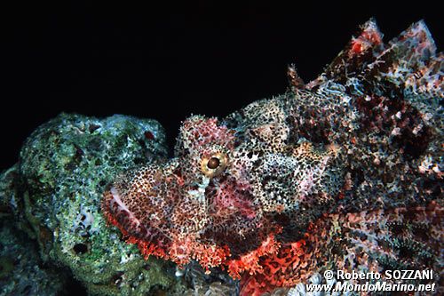 Pesce scorpione tassellato (Scorpaenopsis oxycephalus)