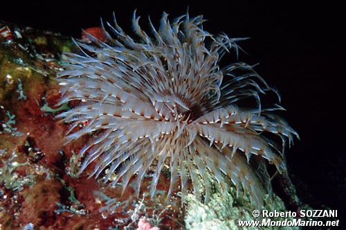 Spirografo (Sabellastarte indica)