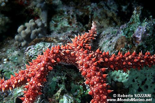 Stella marina egiziana (Gomophia egyptiaca)