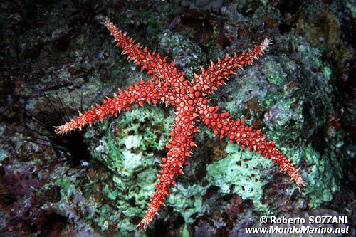 Stella marina egiziana (Gomophia egyptiaca)