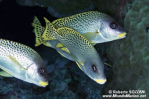 Gaterino tropicale (Plectorhinchus gaterinus)