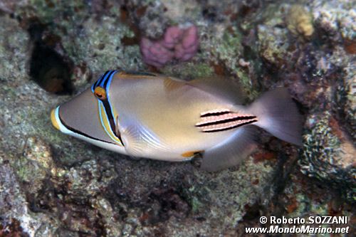 Pesce picasso (Rhinecanthus assasi)