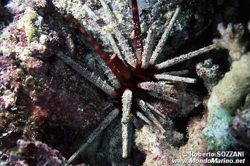 Riccio lancia (Phyllacanthus imperialis)