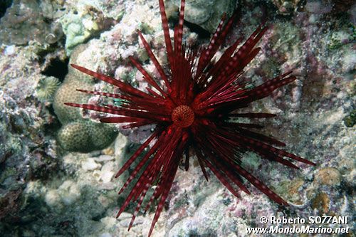 Riccio velenoso (Echinothrix diadema)