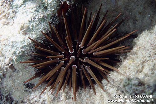 Riccio di mare (Echinometra mathaei)