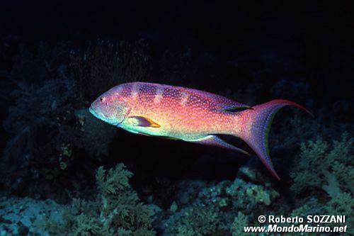 Cernia coda mezzaluna (Variola louti)