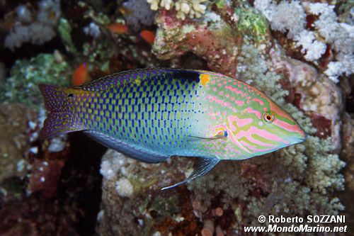 Tordo  scacchiera (Halichoeres hortulanus)