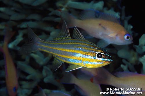 Apogonide (Apogon cyanosoma)