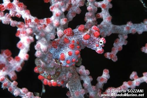 Cavalluccio marino pigmeo (Hippocampus bargibanti)